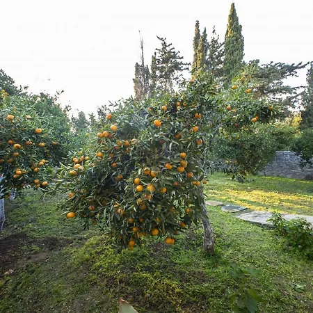 Invigorating Surrounded By Nature In * גומושלוק